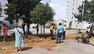 Stabla crnike iz Tuđmanove presađuju se u dvorište Opće bolnice