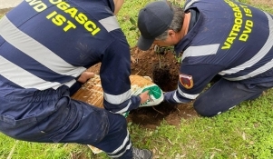 Sadnja stabala na zadarskim otocima 