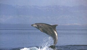 30. lipnja - Svjetski dan kitova i dupina
