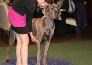 CACIB Zadar dog show 2016. - Arsenal