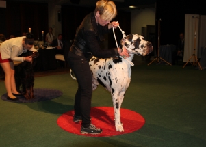 CACIB Zadar dog show 2016. - Arsenal