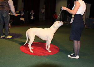 CACIB Zadar dog show 2016. - Arsenal