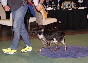 CACIB Zadar dog show 2016. - Arsenal