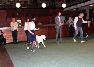 CACIB Zadar dog show 2016. - Arsenal