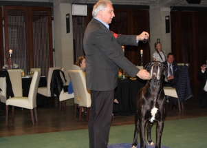 CACIB Zadar dog show 2016. - Arsenal