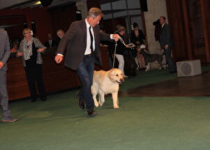 CACIB Zadar dog show 2016. - Arsenal