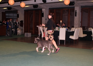 CACIB Zadar dog show 2016. - Arsenal