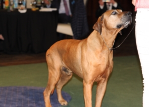 CACIB Zadar dog show 2016. - Arsenal