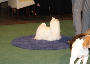 CACIB Zadar dog show 2016. - Arsenal