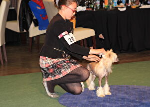 CACIB Zadar dog show 2016. - Arsenal