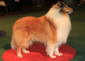 CACIB Zadar dog show 2016. - Arsenal