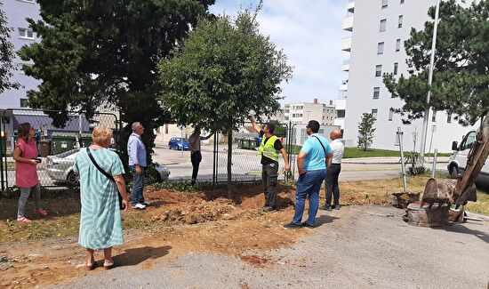 Stabla crnike iz Tuđmanove presađuju se u dvorište Opće bolnice