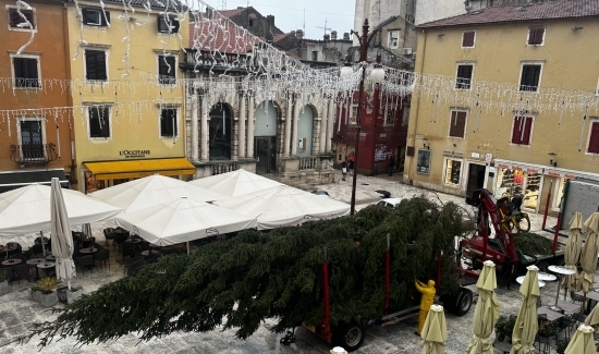 Na Narodni trg stigao 15-metarski bor iz Požege 