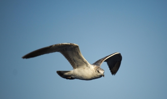 Galebovi u urbanim sredinama- upute za građane