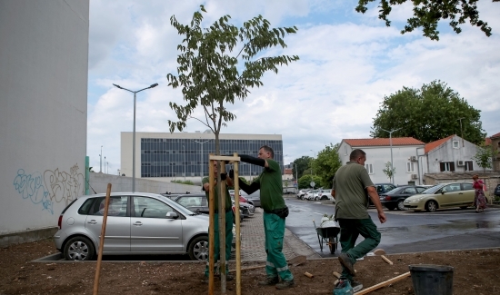 Sade se fafarikule i murve na parkiralištu na Relji 