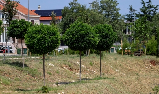 Zeleni val na Bokanjcu; dovršena sadnja stabala uz retencijsko - infiltracijsku građevinu 