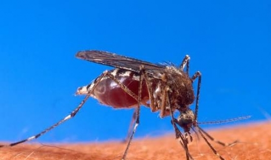Adulticidna dezinsekcija komaraca
