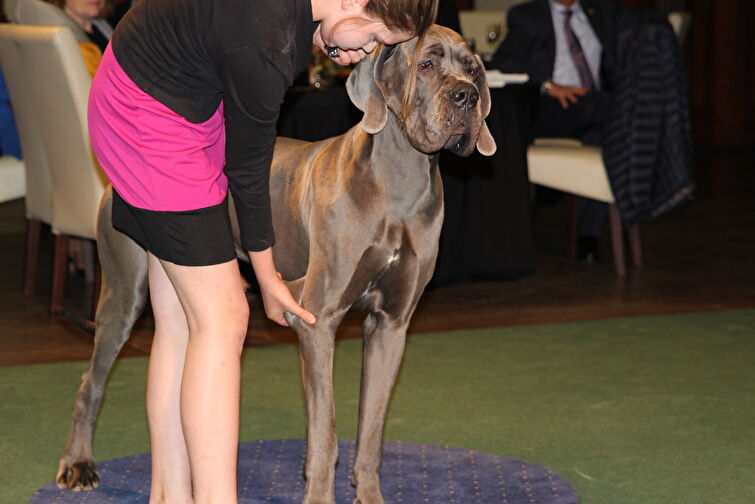 CACIB Zadar dog show 2016. - Arsenal