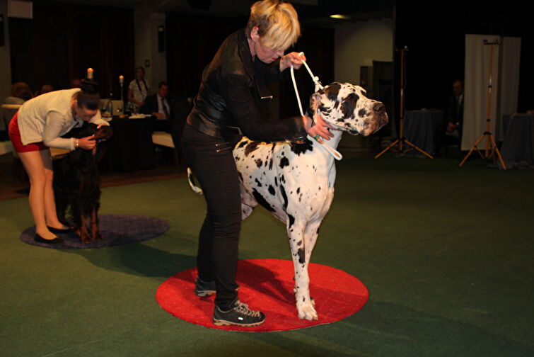 CACIB Zadar dog show 2016. - Arsenal