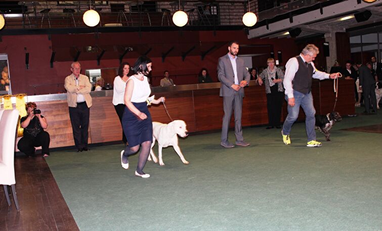 CACIB Zadar dog show 2016. - Arsenal