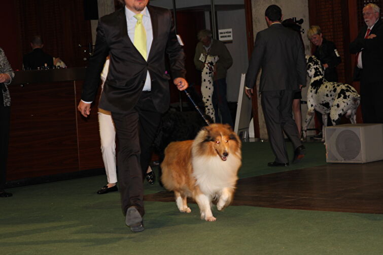 CACIB Zadar dog show 2016. - Arsenal