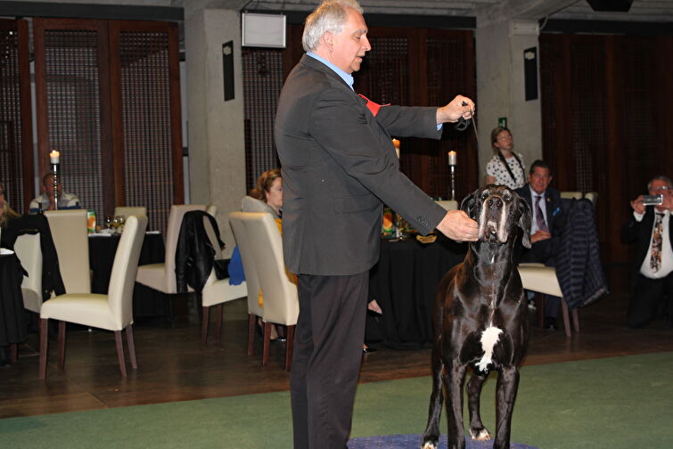 CACIB Zadar dog show 2016. - Arsenal