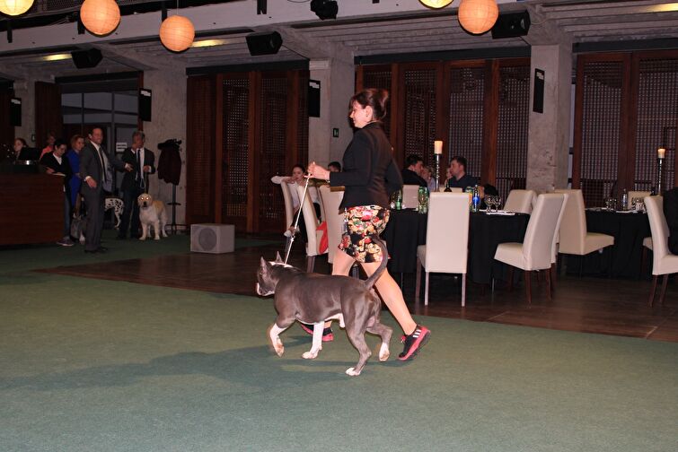 CACIB Zadar dog show 2016. - Arsenal