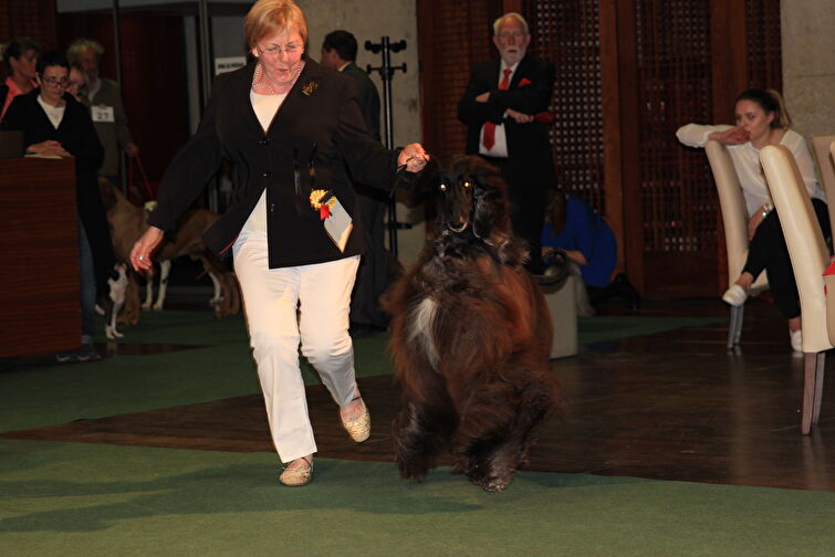 CACIB Zadar dog show 2016. - Arsenal