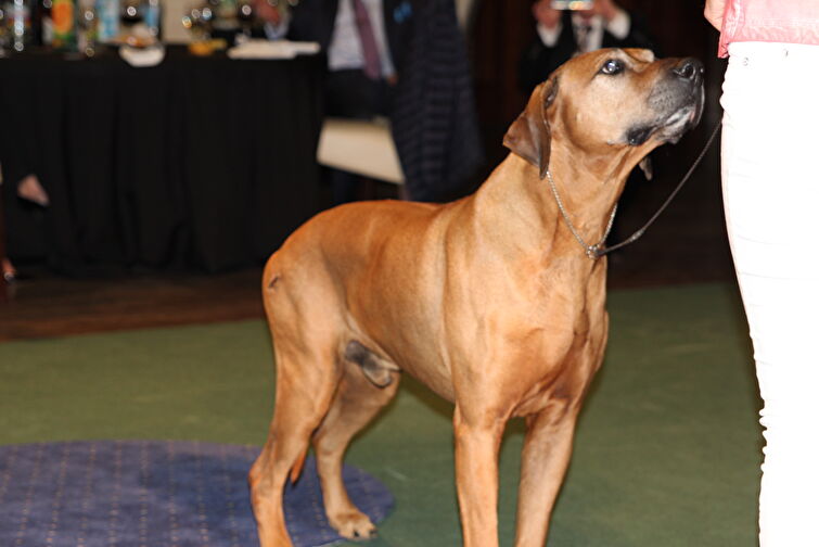 CACIB Zadar dog show 2016. - Arsenal