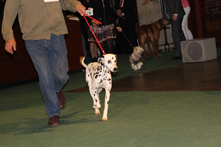 CACIB Zadar dog show 2016. - Arsenal