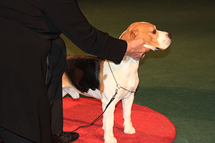 CACIB Zadar dog show 2016. - Arsenal