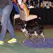 CACIB Zadar dog show 2016. - Arsenal