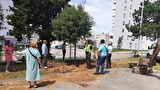 Stabla crnike iz Tuđmanove presađuju se u dvorište Opće bolnice