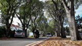 Nijedno stablo u Ulici Put Dikla neće se srušiti, sadit će se i nova! 