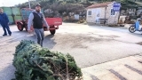 Božićne jelke stigle na zadarske otoke 