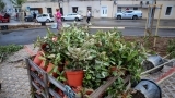 Sade se fafarikule i murve na parkiralištu na Relji 