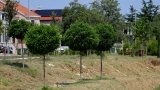 Zeleni val na Bokanjcu; dovršena sadnja stabala uz retencijsko - infiltracijsku građevinu 