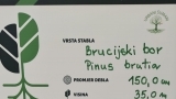 Zadar je dio europske TreeTag kampanje – odabrana gradska stabla dobila su TreeTag oznake