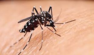 Dezinsekcija komaraca