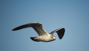 Galebovi u urbanim sredinama- upute za građane