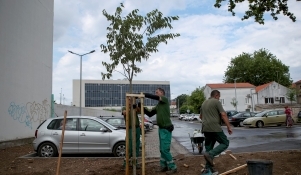 Sade se fafarikule i murve na parkiralištu na Relji 