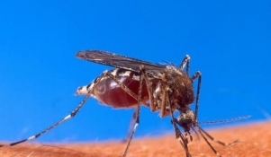 Adulticidna dezinsekcija komaraca