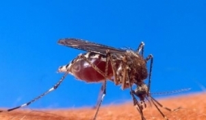 Adulticidna dezinsekcija komaraca od 26. do 29. listopada