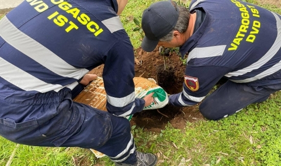 Sadnja stabala na zadarskim otocima 